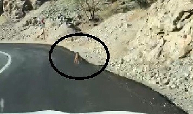 Karayoluna ilerleyen kurt cep telefonuyla görüntülendi