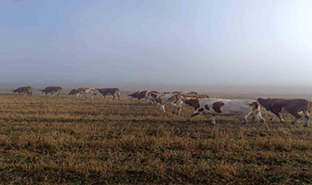 Kaybolan hayvanlar bulunup sahibine teslim edildi