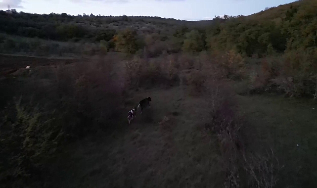 Kaybolan iki adet büyükbaş hayvan dron ile bulundu