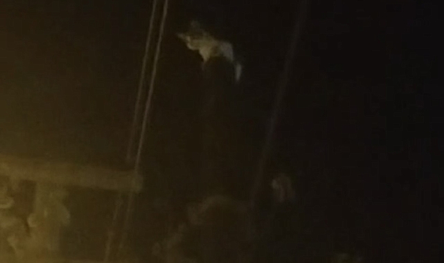 Kedi çıktığı telefon direğinin üzerinde mahsur kaldı