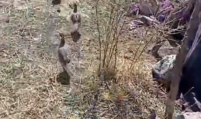 Keklik avlayan kişiye 202 bin TL ceza