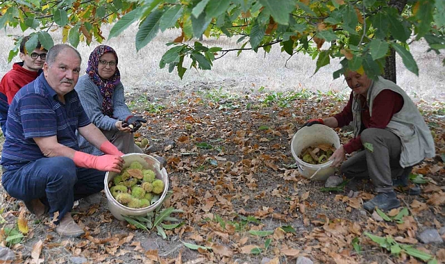 Kestane hasadı başladı