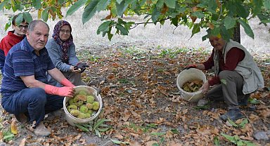 Kestane hasadı başladı