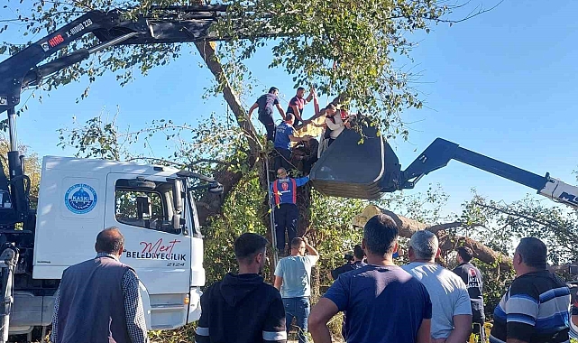 Kestiği ağacın altında kalarak can verdi