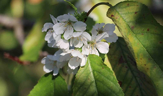 Kiraz ağaçları ekim ayının ortasında çiçek açtı