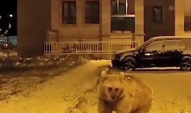 Kış uykusuna yatmayan ayılar cep telefonuyla kaydedildi