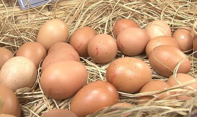 Kişi başına yılda 150 yumurta düşüyor