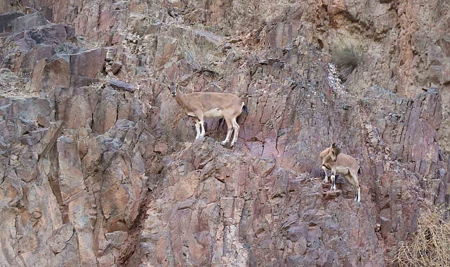 Köylüler, yaban keçilerini koruyor