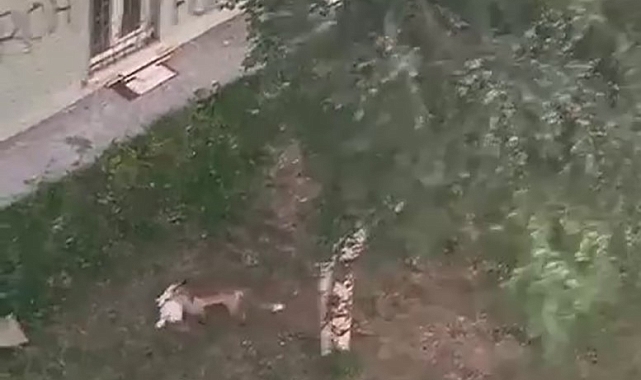 Kümese dalan tilki tavuğu alarak kayıplara karıştı