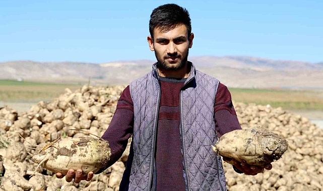 Küresel ısınma şeker pancarını da vurdu