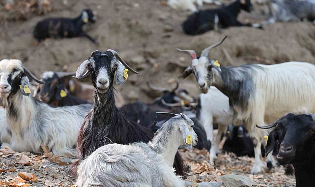 Kurtlar, keçi çobanlarının en büyük kabusu oldu