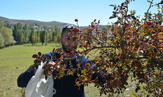 Kuşburnu toplama sezonu başladı