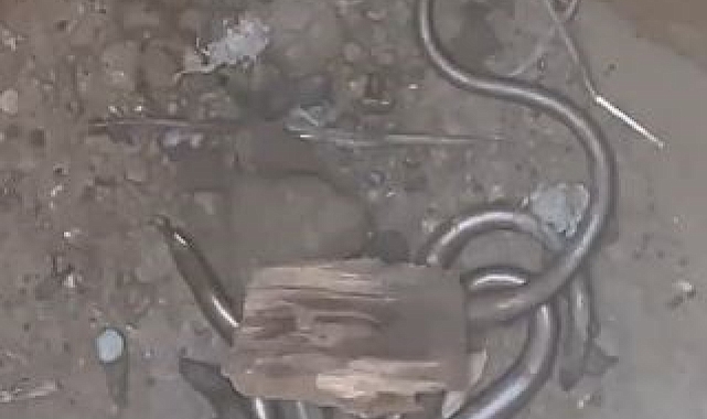 Kuyuya düşen kör kertenkeleler işçileri bile şaşırttı