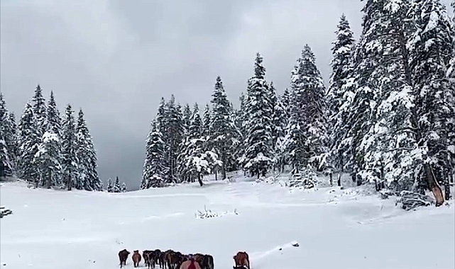 Mahsur kalan yaylacılar kurtarıldı