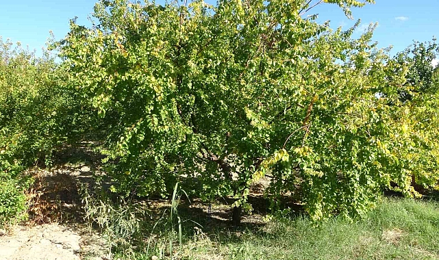 Malatya&#039;da kayısı üreticiler için önemli uyarı