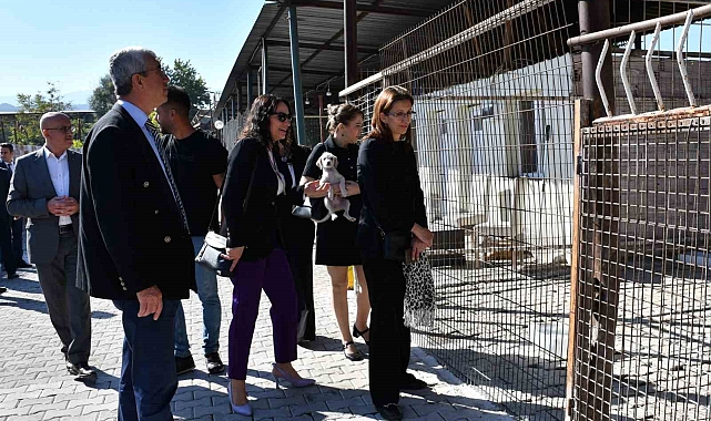 Manisa Büyükşehir Belediyesinin Sahiplendirme ve kısırlaştırma çalışmaları sürüyor