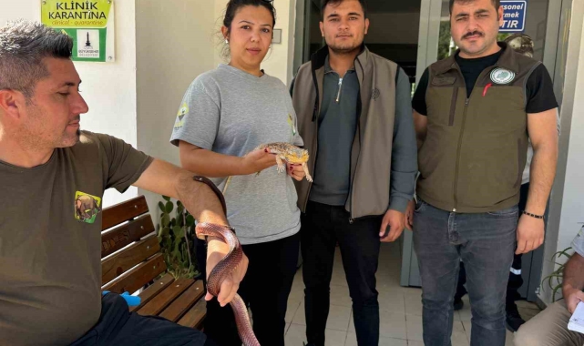 Manisa&#039;da Mısır yılanı ve sakallı ejder satışı yapan petshopa ceza