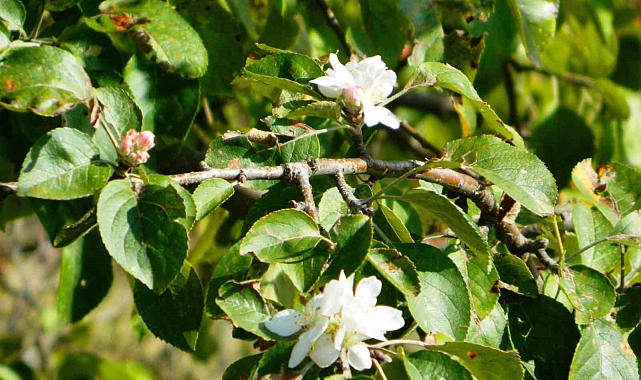 Mevsim geçişlerindeki farklılık Posof&#039;ta kendini iyiden iyiye göstermeye başladı