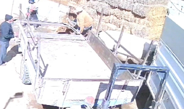 Mezbahaya götürülmek istenen kızgın boğa ortalığı bir birine kattı