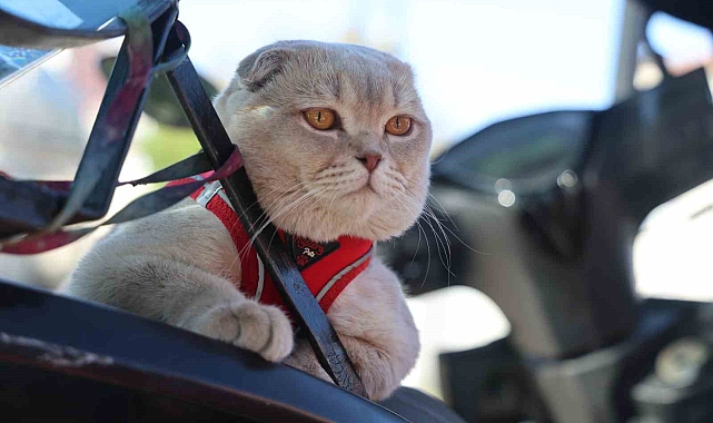 Motosiklet tutkunu kedi görenleri şaşırtıyor