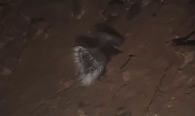 Nesli tükenme tehlikesi altında olan oklu kirpi görüntülendi