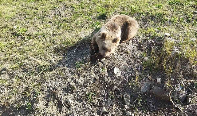 Oltu&#039;da yaralı yavru ayı kurtarıldı