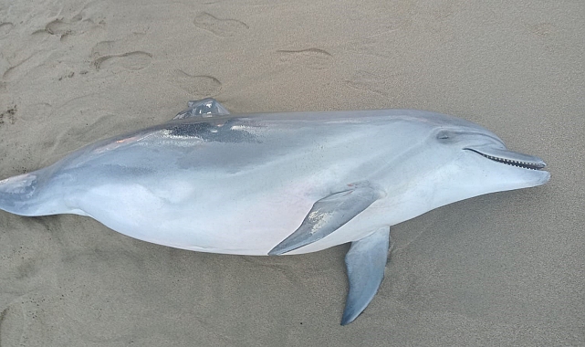 Ölü yunus balığı sahile vurdu