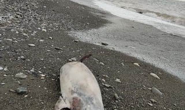 Ölü yunus balığı sahile vurdu