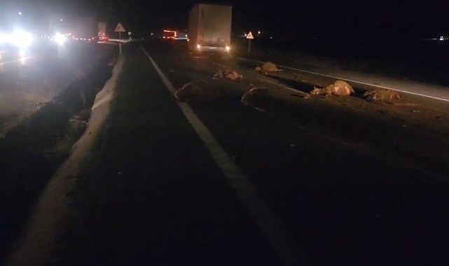 Onlarca koyun telef oldu