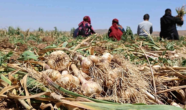 Organik sarımsağa yurtdışından talep arttı