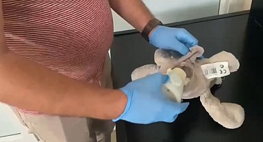 Oyuncak ayıcıktan uyuşturucu çıktı