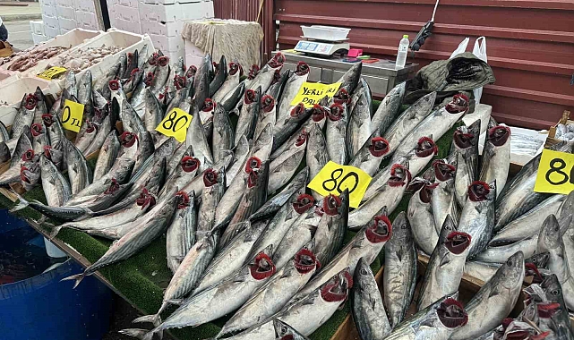 Palamut 80 liradan alıcı buldu