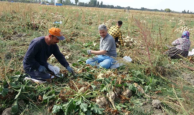 Pancar hasadı başladı