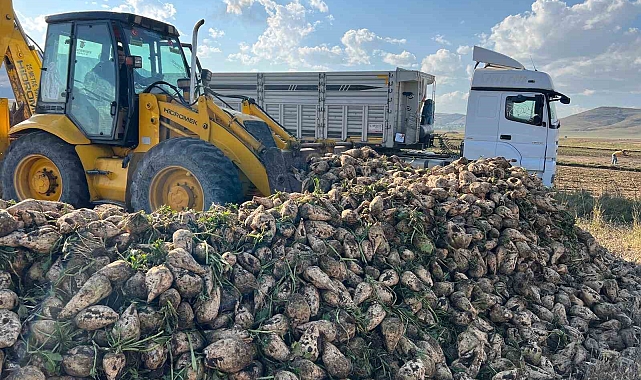 Pancar hasadı başladı