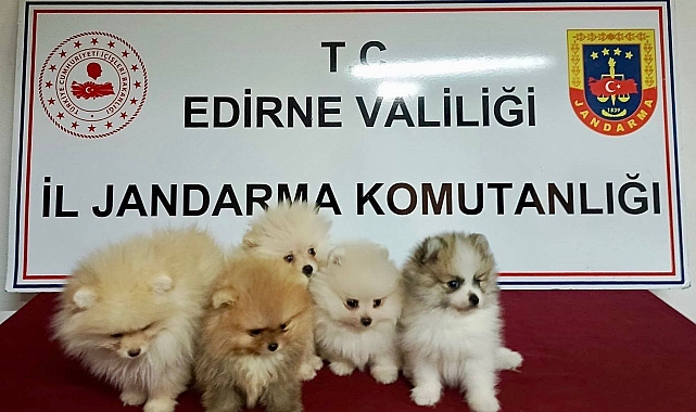 Pomeranian cinsi köpekler, jandarmayı geçemedi