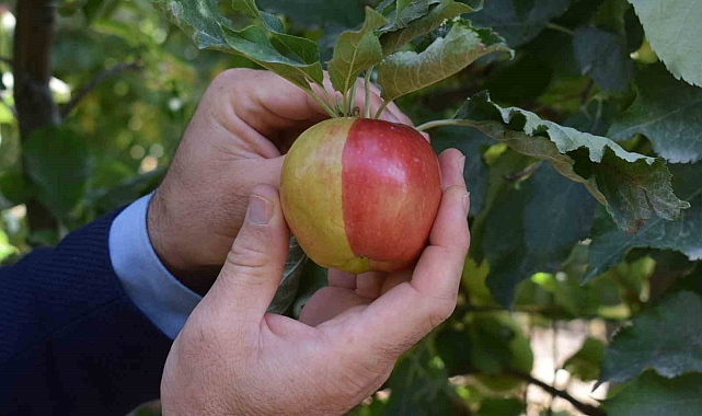 Sarı kırmızı elma görenleri hayrete düşürüyor