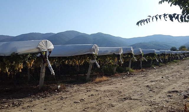 Sarıgöl&#039;de Yaş Üzümün Kilosu 70 Lirayı Gördü