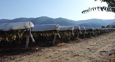 Sarıgöl'de Yaş Üzümün Kilosu 70 Lirayı Gördü