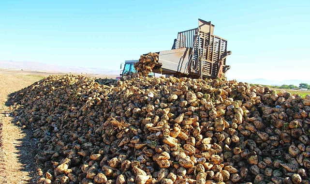 Şeker pancarı hasadı başladı