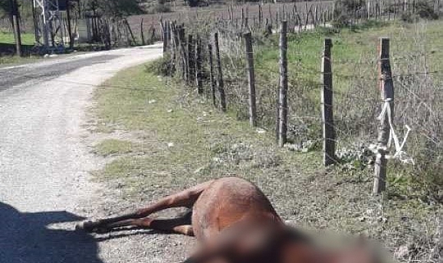Silahla vurularak öldürülen atı yol kenarına bıraktılar