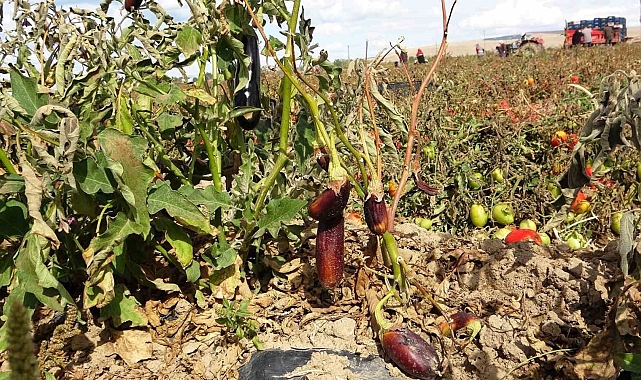 Soğuk hava tarlaları vurdu