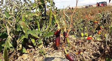 Soğuk hava tarlaları vurdu