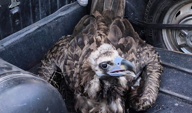 Soyu tehdit altında bulunan kara akbaba, yetkililere teslim edildi