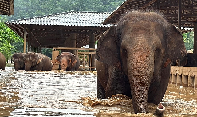 Tayland&#039;da sular altında kalan tabiat parkındaki 100 fil kurtarıldı