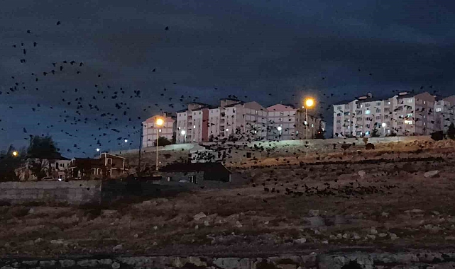Toplanan binlerce karga, gökyüzünü adeta siyaha bürüdü