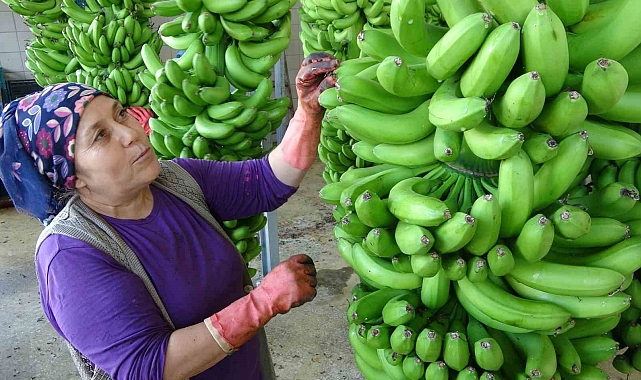 Tüketilen her iki muzdan biri Mersin&#039;den