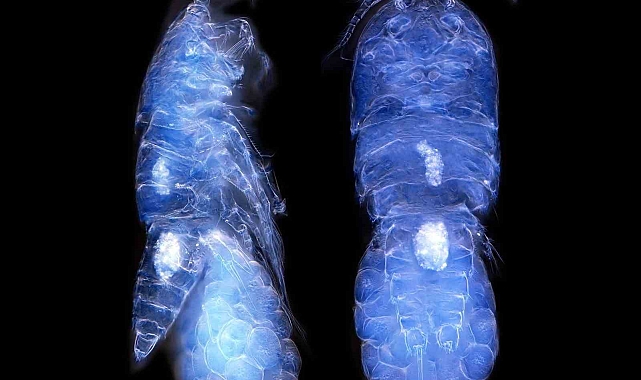 Türk bilim insanları Antarktika&#039;da canlı türü keşfetti