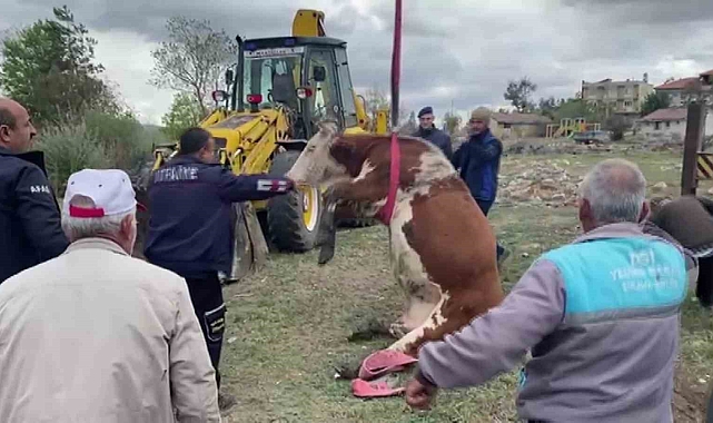 Üstü açık haldeki çukura düşen inek, vinç yardımıyla kurtarıldı
