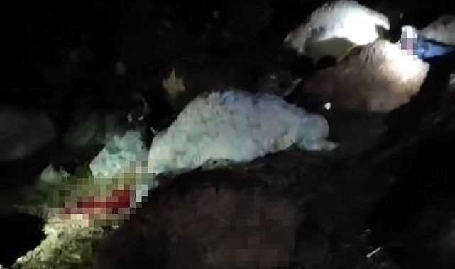 Üzerine yıldırım düşen 30 hayvan telef oldu