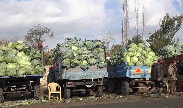 Van&#039;ın Erciş ilçesinde lahana hasadı başladı